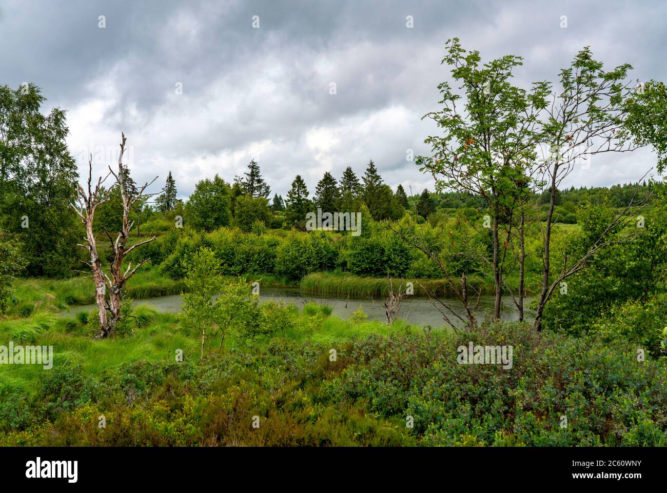 Le Hautes Fagnes, Brackvenn, alta brughiera, in Vallonia, Belgio, nella zona di confine con la Germania, Foto Stock