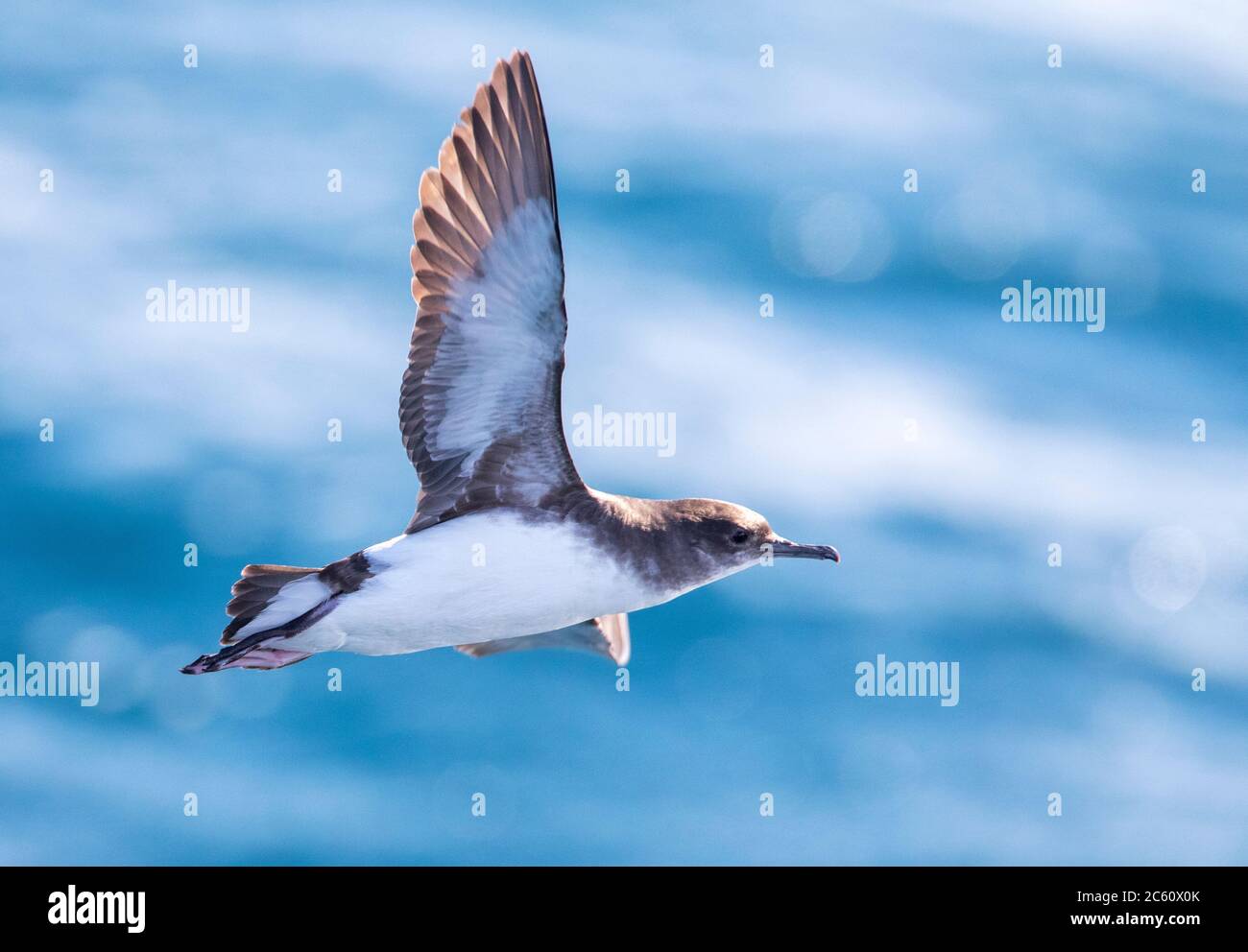 Shearwater (Puffinus gavia), un'endemica che si fluttering al largo della costa della Nuova Zelanda. Sorvolando il Golfo di Hauraki. Foto Stock