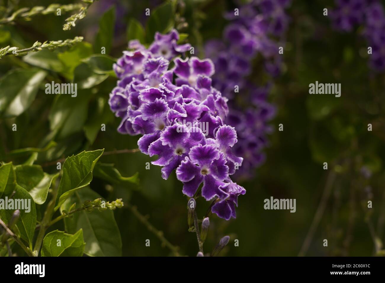 Grappoli viola di magnifici fiori di duranta erecta Foto Stock