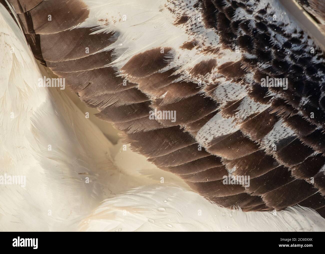 Primo piano delle piume dell'ala di un adulto Albatross di Gibson (Diomedea gibbsoni) Foto Stock