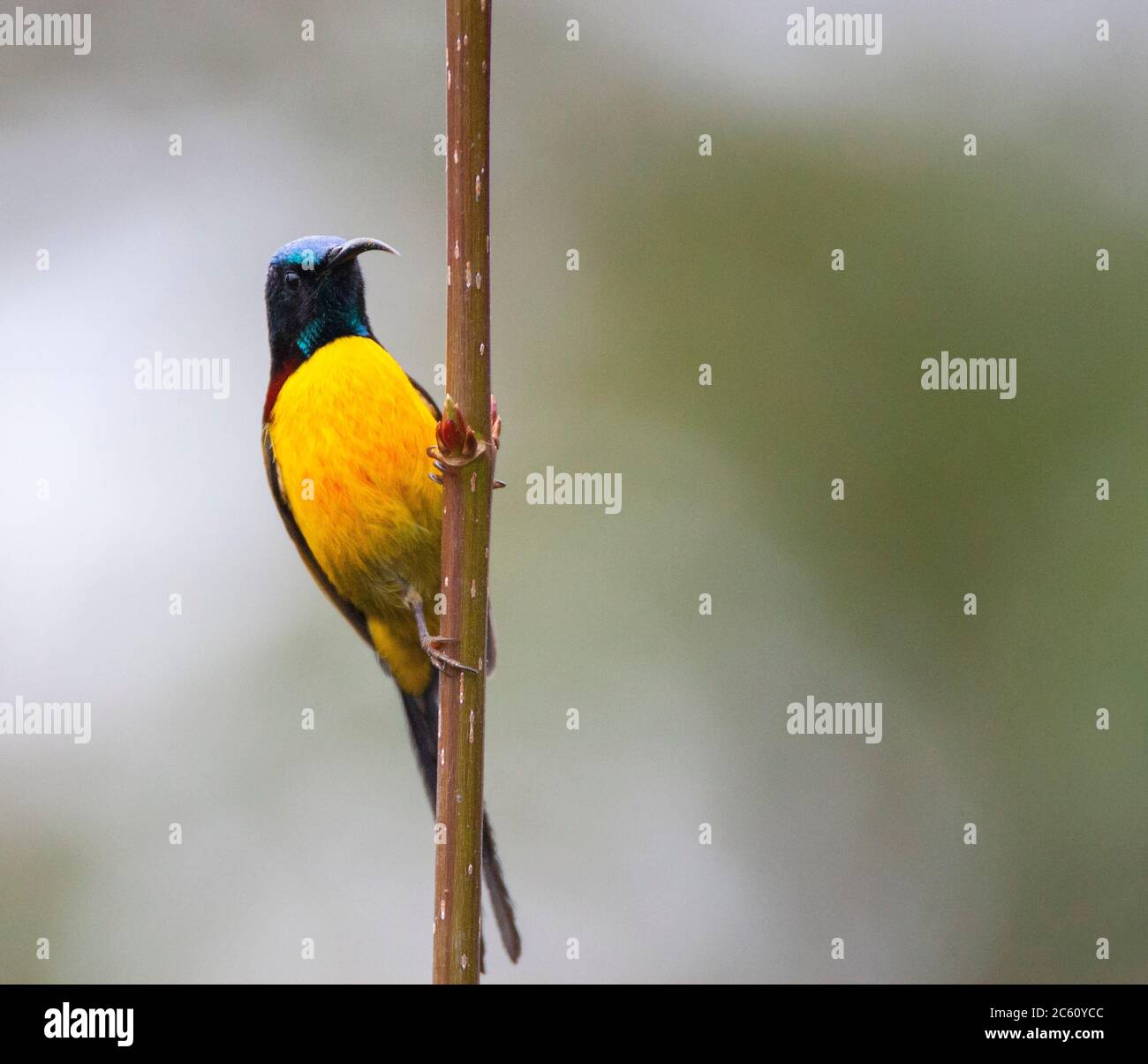 Maschio Tendino Verde (Aethopyga nipalensis) arroccato in un cespuglio basso. Conosciuto anche come nepalese giallo-backed sunbird. Foto Stock