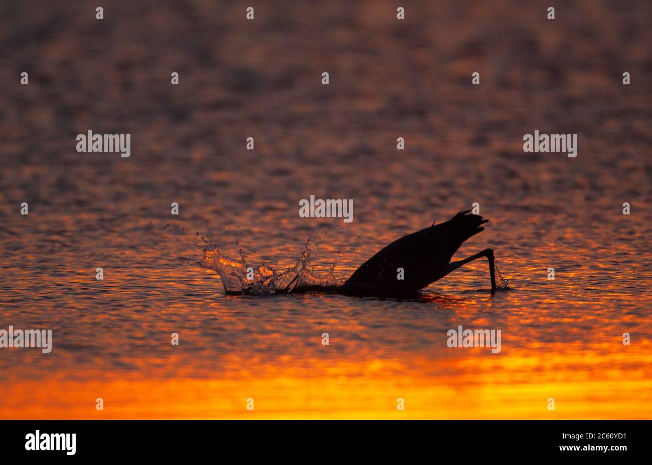 Grey Heron (Ardea cinerea) pesca nel mare del Nord a Katwijk nei Paesi Bassi al tramonto. Andando prima testa sotto l'acqua per prendere un pesce di acqua salata. Foto Stock