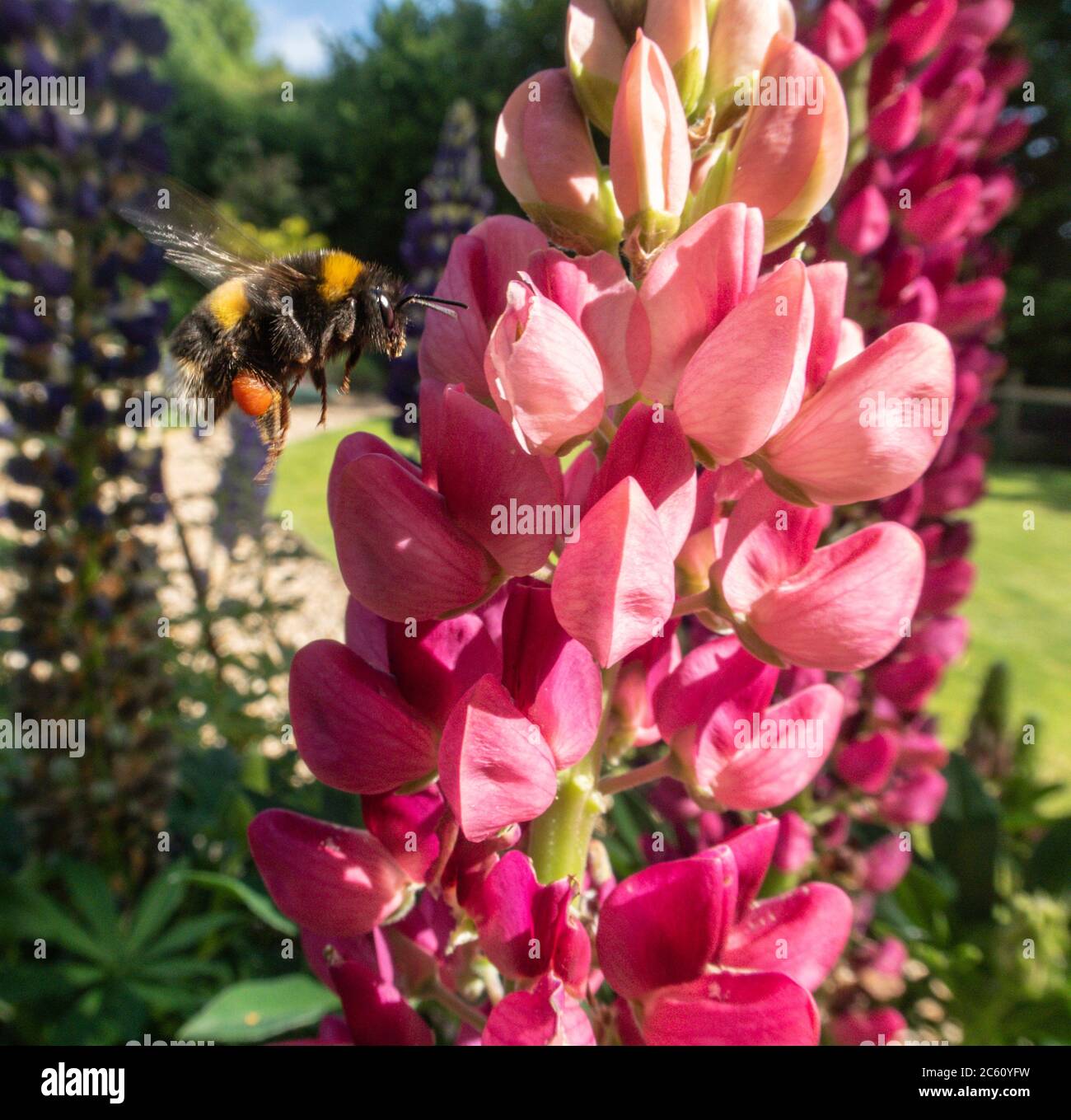 Un'ape che raccoglie polline da lupino rosa flowers.Pollenator, insetti volanti, Anthophila, lupin Foto Stock