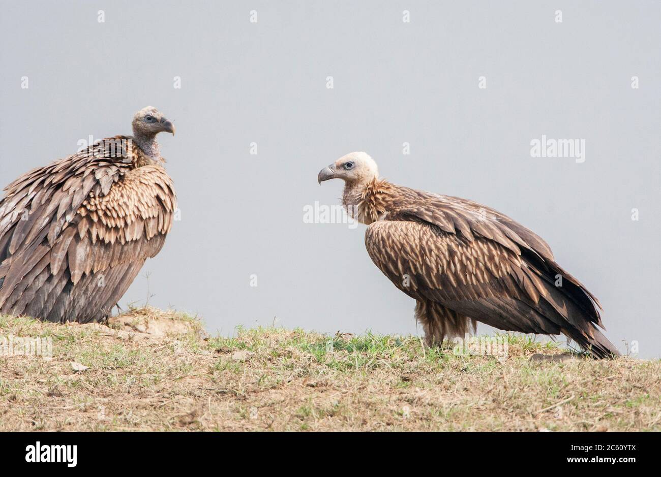 Himalaya Griffon avvoltoi (Gyps himalayensis) in pianura sotto l'Himalaya. In piedi a terra. Foto Stock