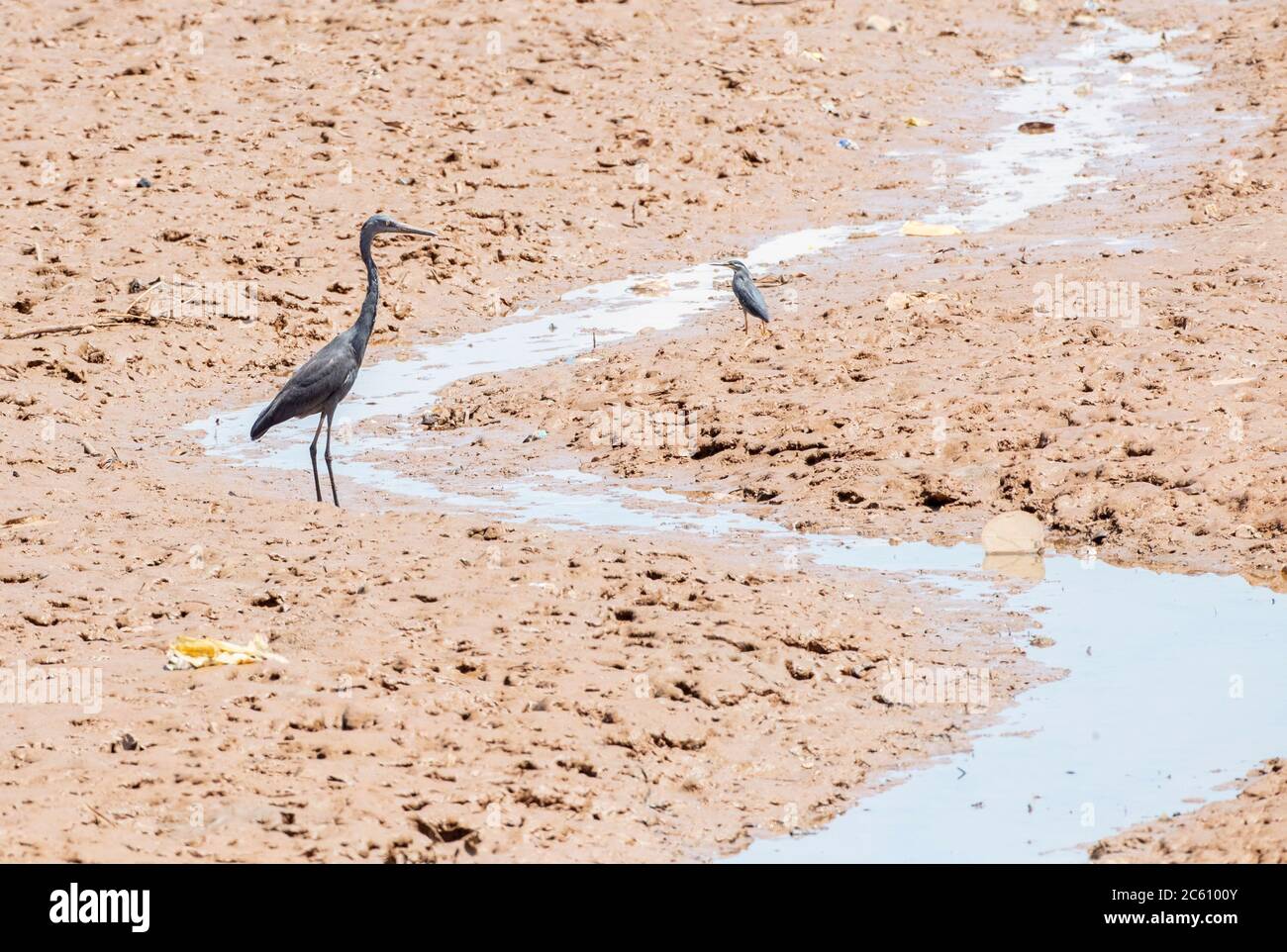 L'Erone di Humblot (Ardea humbloti) in pericolo in Madagascar. Le principali minacce che l'airone affronta sono bracconaggio e distruzione dell'habitat Foto Stock