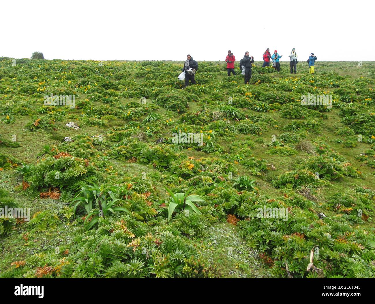Ecotourists a piedi un sentiero sull'isola di Enderby, parte delle Isole di Auckland, Nuova Zelanda. Altipiani in cima all'isola ricoperta di giglio di Ross fiorito in giallo Foto Stock
