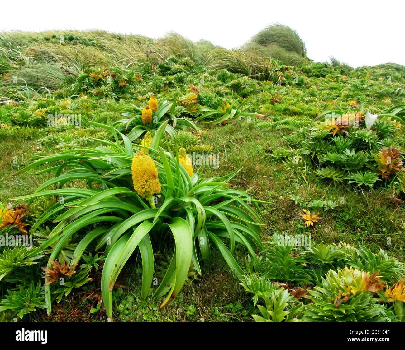 Ross Lily (Bulbinella rossii) cresce sull'isola di Enderby, parte delle isole di Auckland, Nuova Zelanda. È una delle megaherbe subantartiche. Foto Stock
