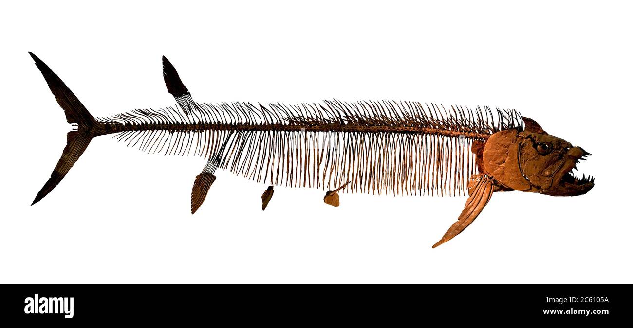 Antico fossile di pesce (scheletro completo ) Foto Stock