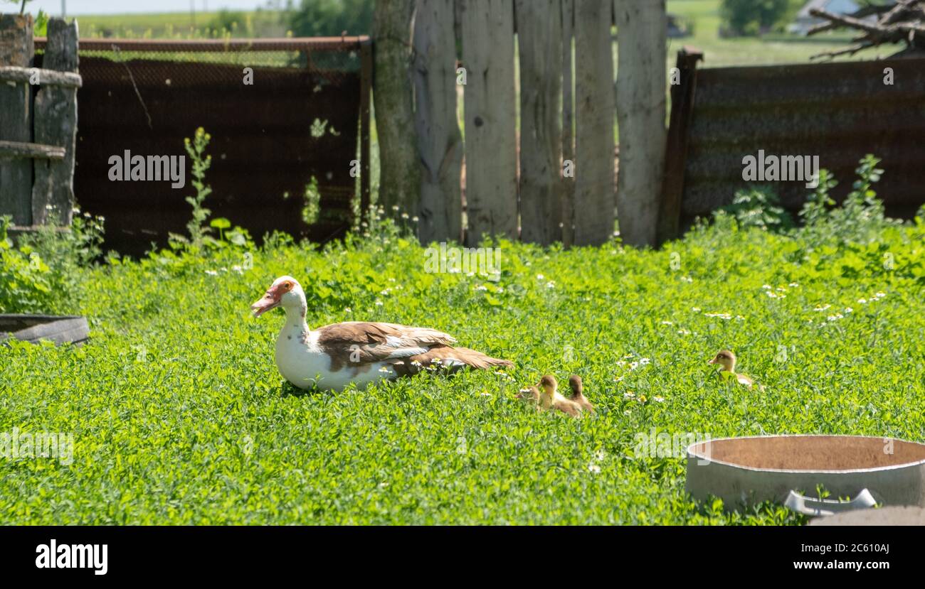 Anatre piccole con mamma anatra all'aperto su sfondo verde erba. Carino anatroccolo che corre sul prato. Foto Stock