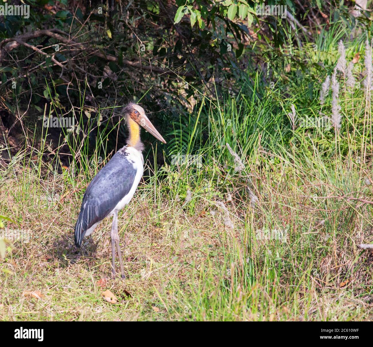 Adjutant minore (Leptoptilos javanicus) che si trova sul bordo di una radura forestale in Asia. Foto Stock