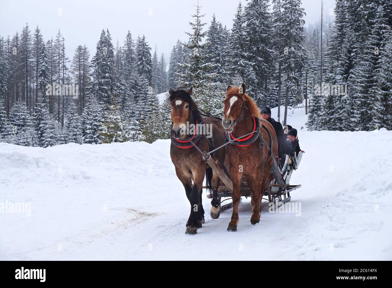 TATRY, POLONIA - 19 FEBBRAIO 2017: La gente cavalcava una slitta a cavallo al lago Morskie Oko nel Parco Nazionale di Tatra, Polonia. È uno dei più riconosciuti turismo Foto Stock