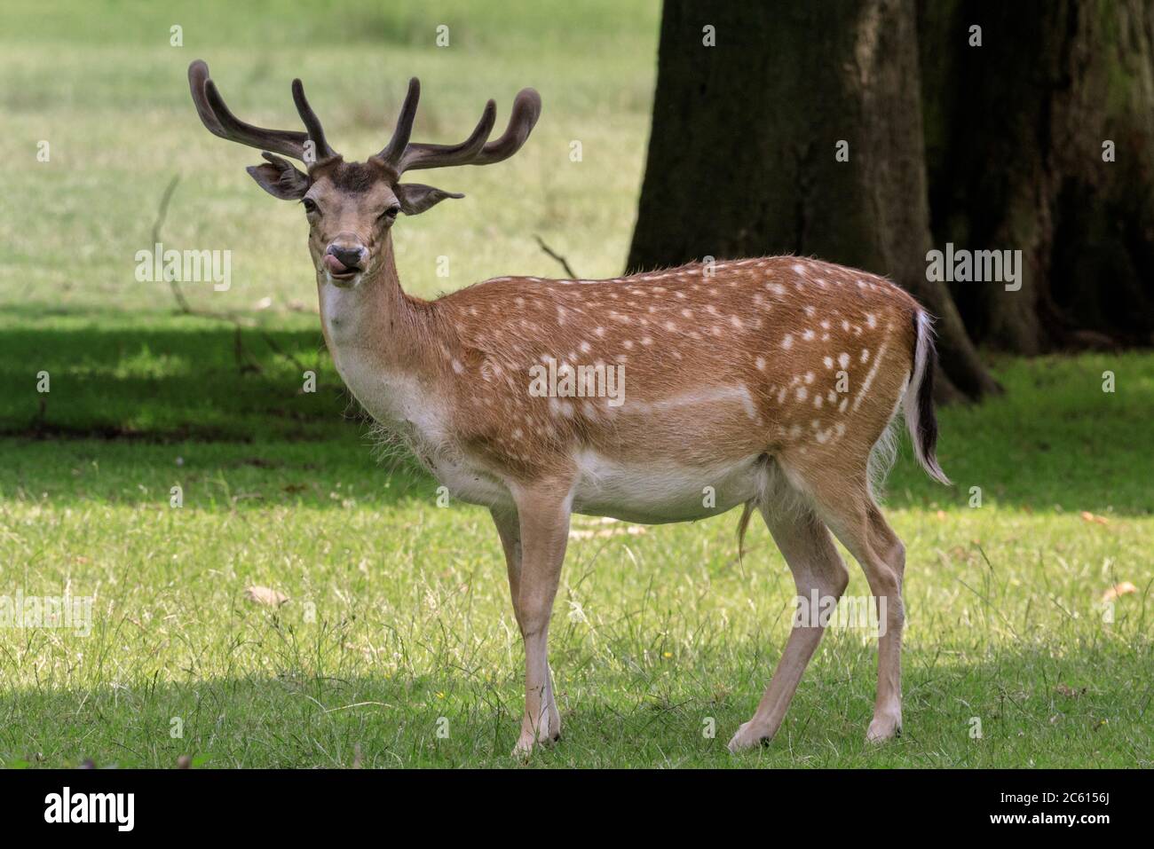 Giovane cervo da fieno (dama dama) maschio, o buck con formiche in crescita in ambiente naturale erba e boschi, Germania Foto Stock