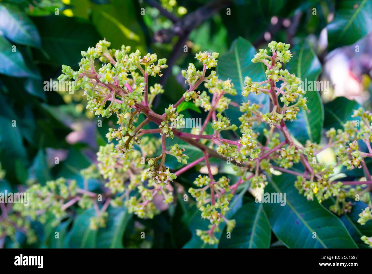 Mangifera indica comunemente noto come mango. Un colpo di albero portarotelli con piccoli manghi e i suoi fiori. Foto Stock