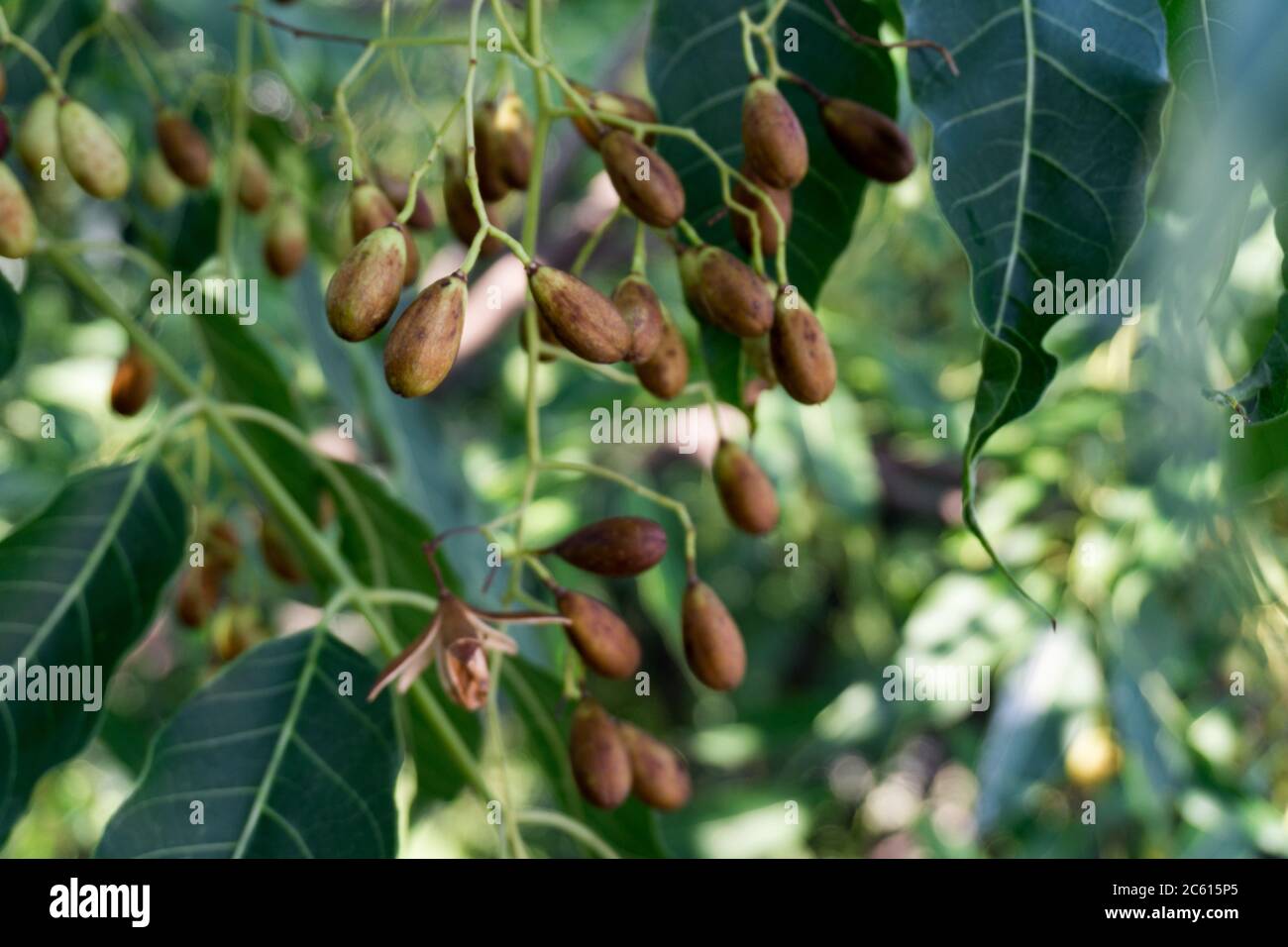 Semi lilla indiani, frutta e foglie. Azadirachta indica, comunemente noto come neem, nimtree o lilla indiana, è un albero della famiglia mogano Meliaceae. Foto Stock