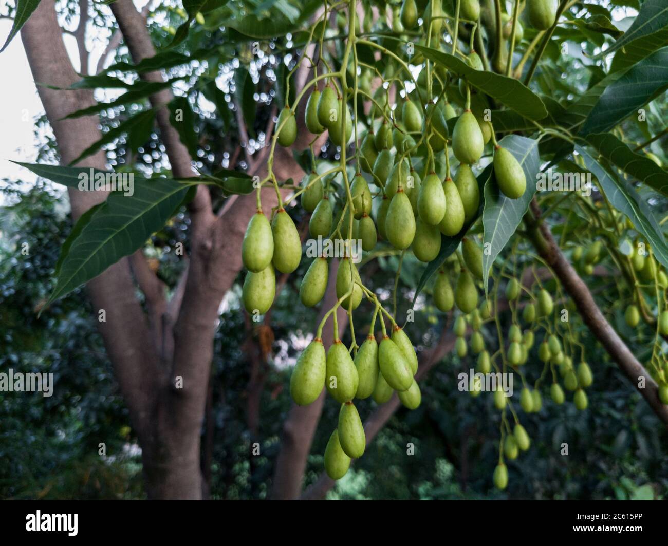 Semi lilla indiani, frutta e foglie. Azadirachta indica, comunemente noto come neem, nimtree o lilla indiana, è un albero della famiglia mogano Meliaceae. Foto Stock