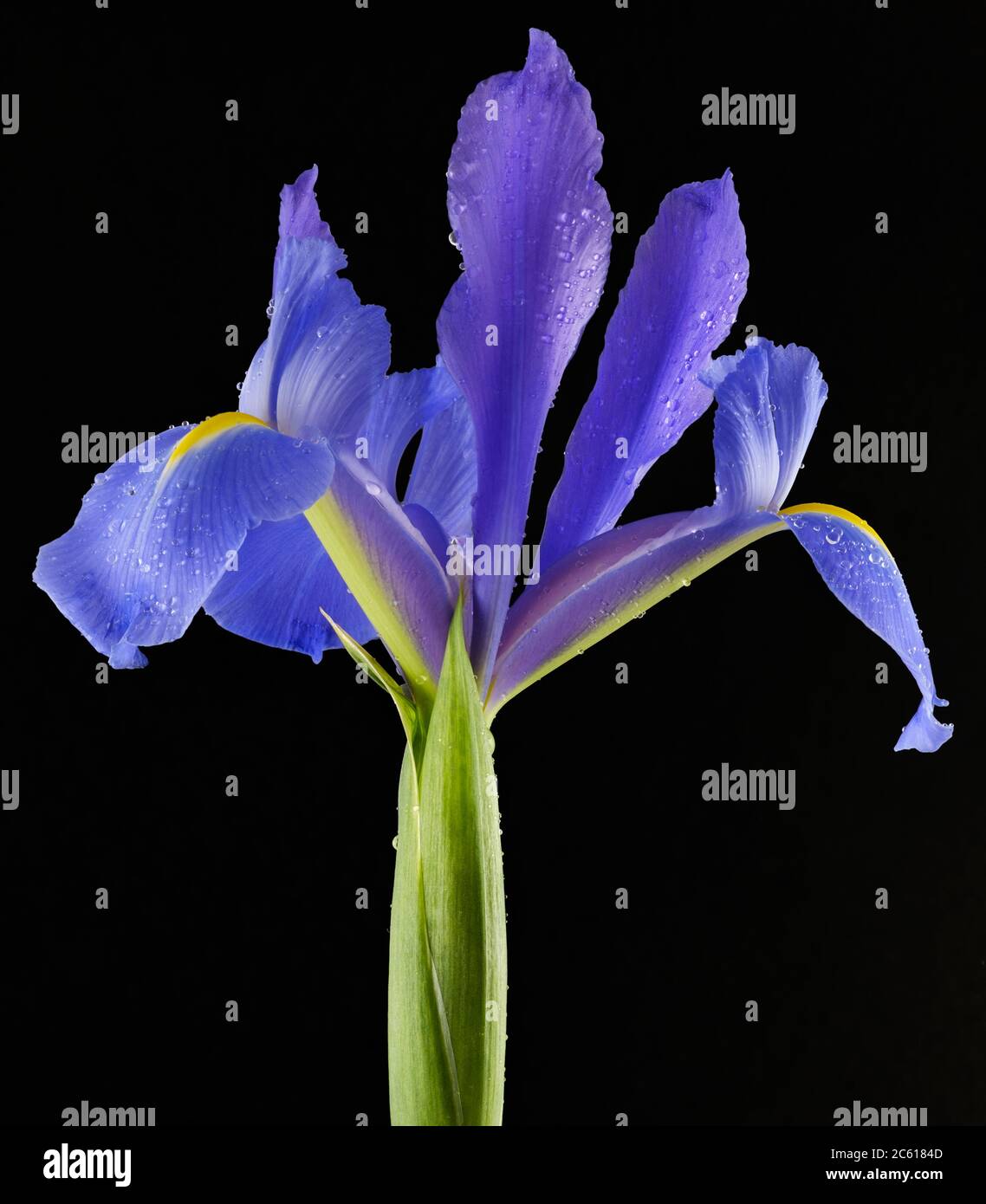 Viola vibrante Iris Hollandica Flower in piedi con fiore aperto in ambiente studio illuminato su uno sfondo nero con gocce d'acqua Foto Stock