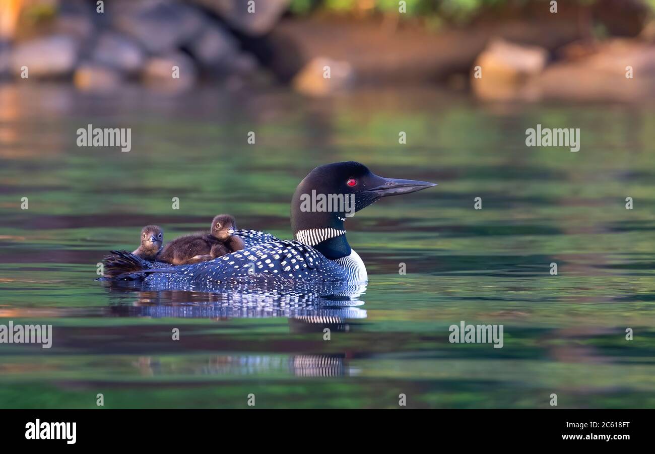 Comune Loon (Gavia immer) primo piano nuoto con pulcini sulla sua schiena sul lago Bianco, ont, Canada Foto Stock