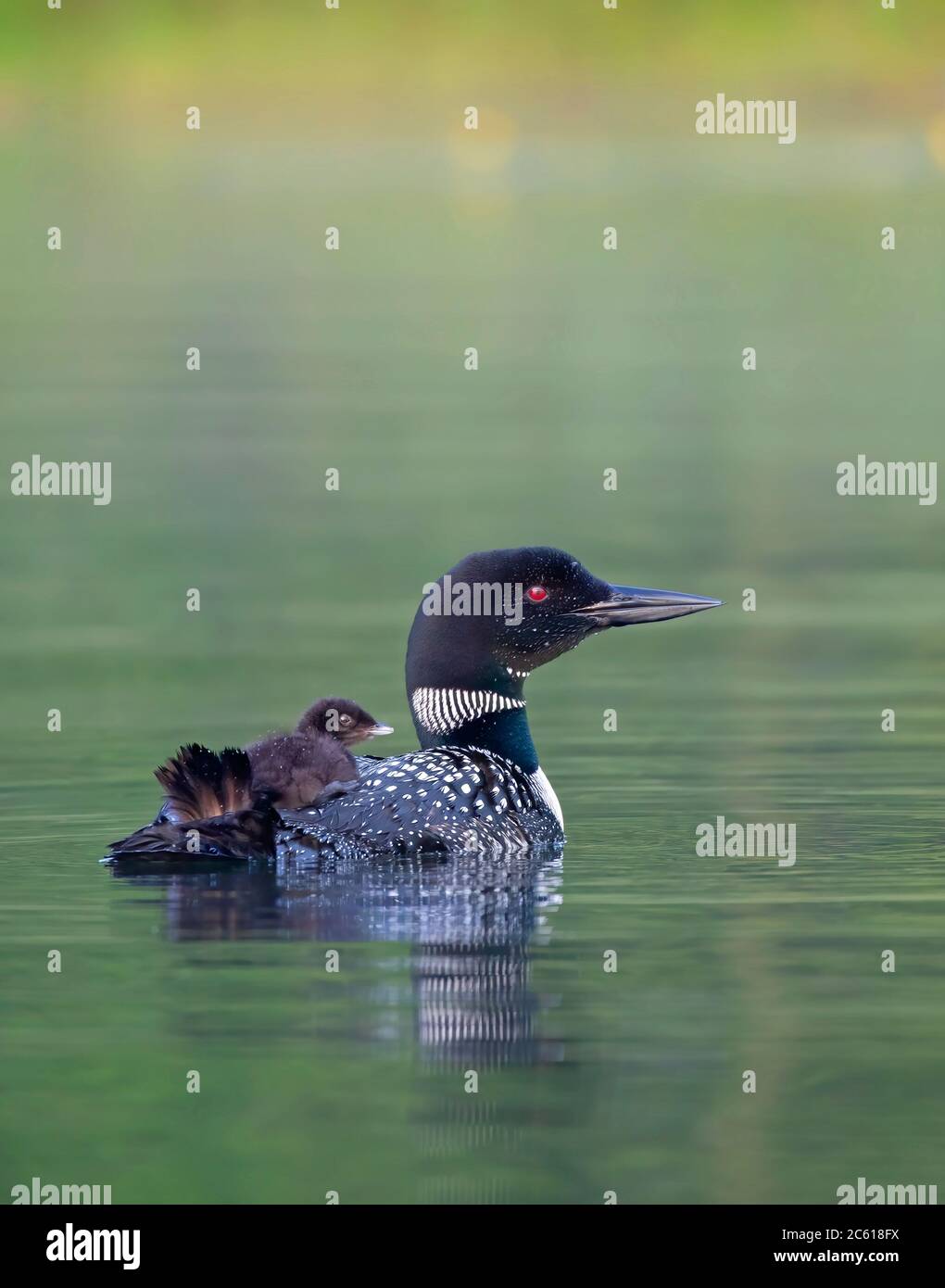 Loon comune (Gavia immer) con pulcini dal suo lato su un tranquillo lago in estate in Ontario, Canada Foto Stock