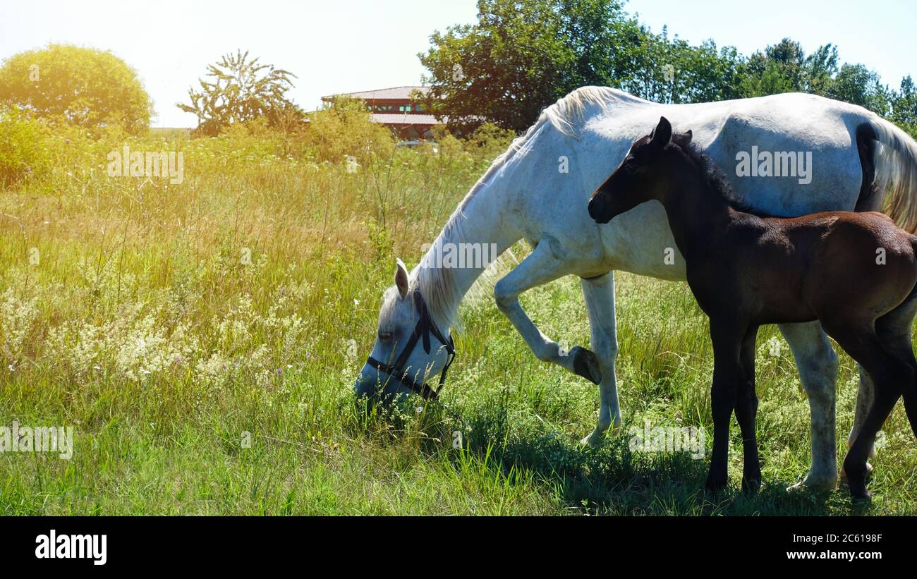 Animali domestici in azienda - scena rurale. Foto Stock