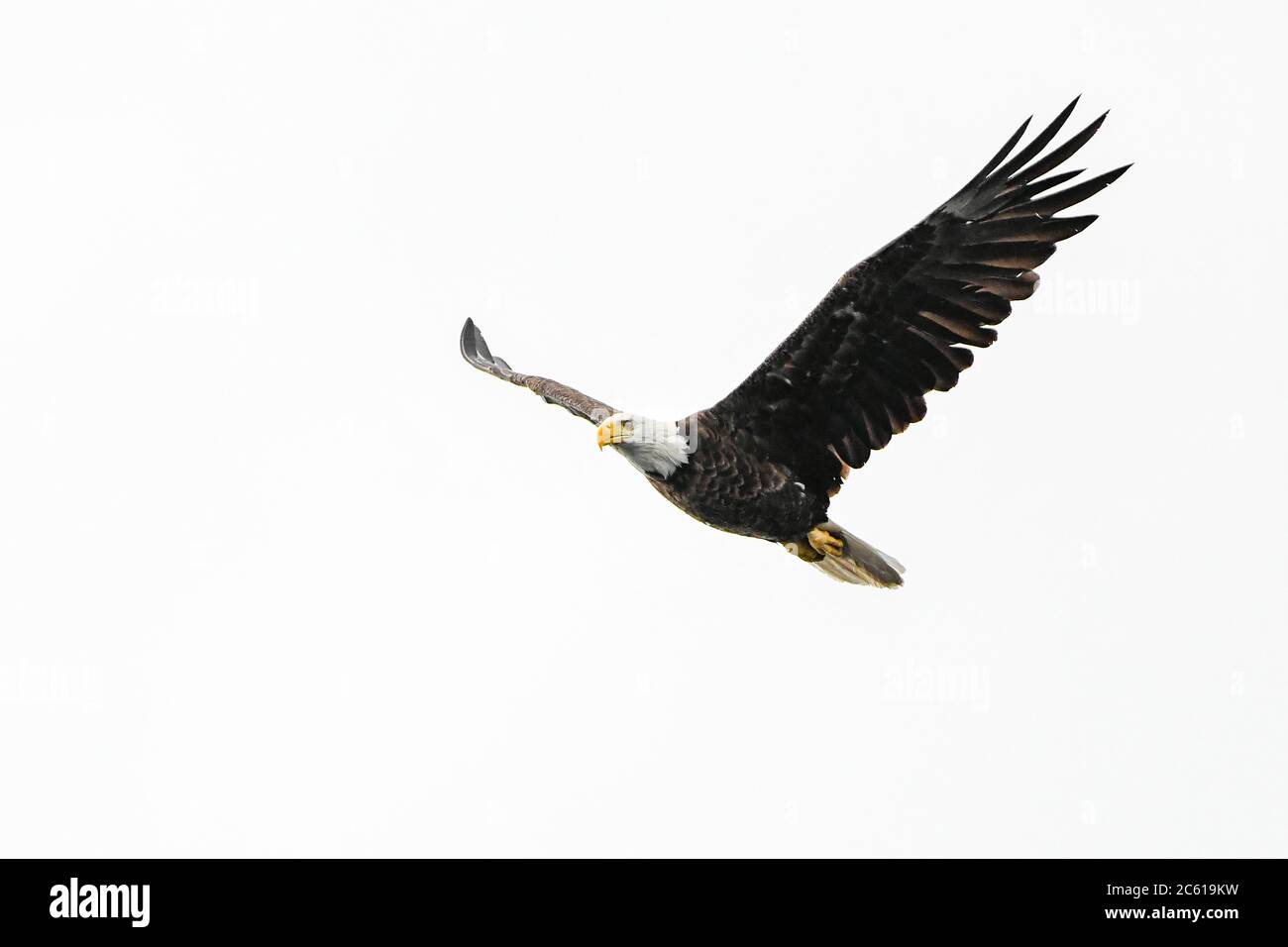 Bald Eagle Flying White background - Lake Winnipesaukee NH - New Hampshire - Haliaeetus leucophalus - aquila calva alata alata aquila calva ali sparse Foto Stock