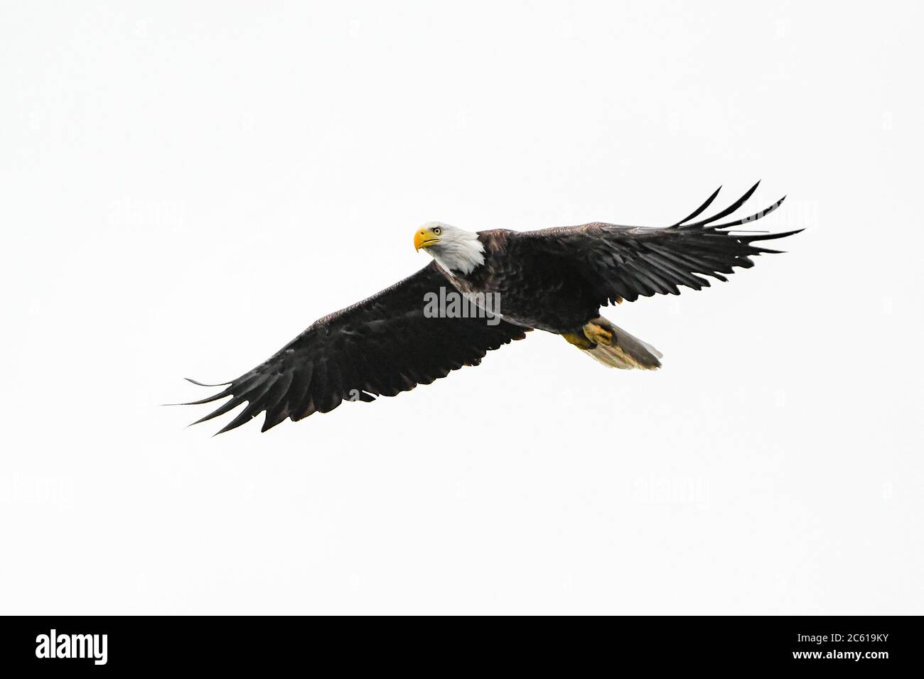 Bald Eagle Flying White background - Lake Winnipesaukee NH - New Hampshire - Haliaeetus leucophalus - aquila calva alata alata aquila calva ali sparse Foto Stock