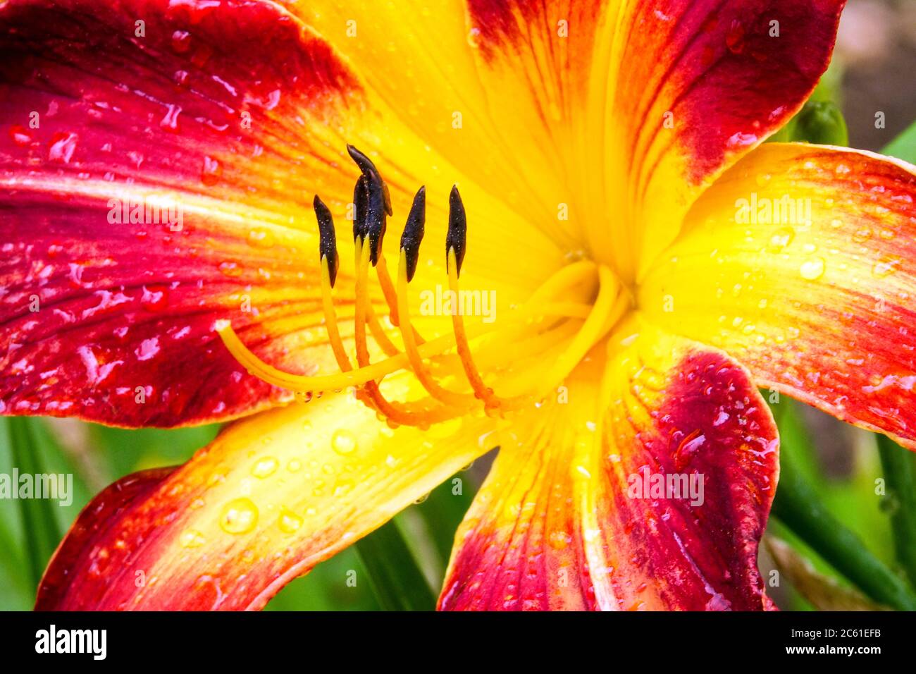 Rosso Hemerocallis fiore primo piano 'Ruby Spider' fiore Daylily Hemerocallis nel mese di luglio, STAMENS Foto Stock