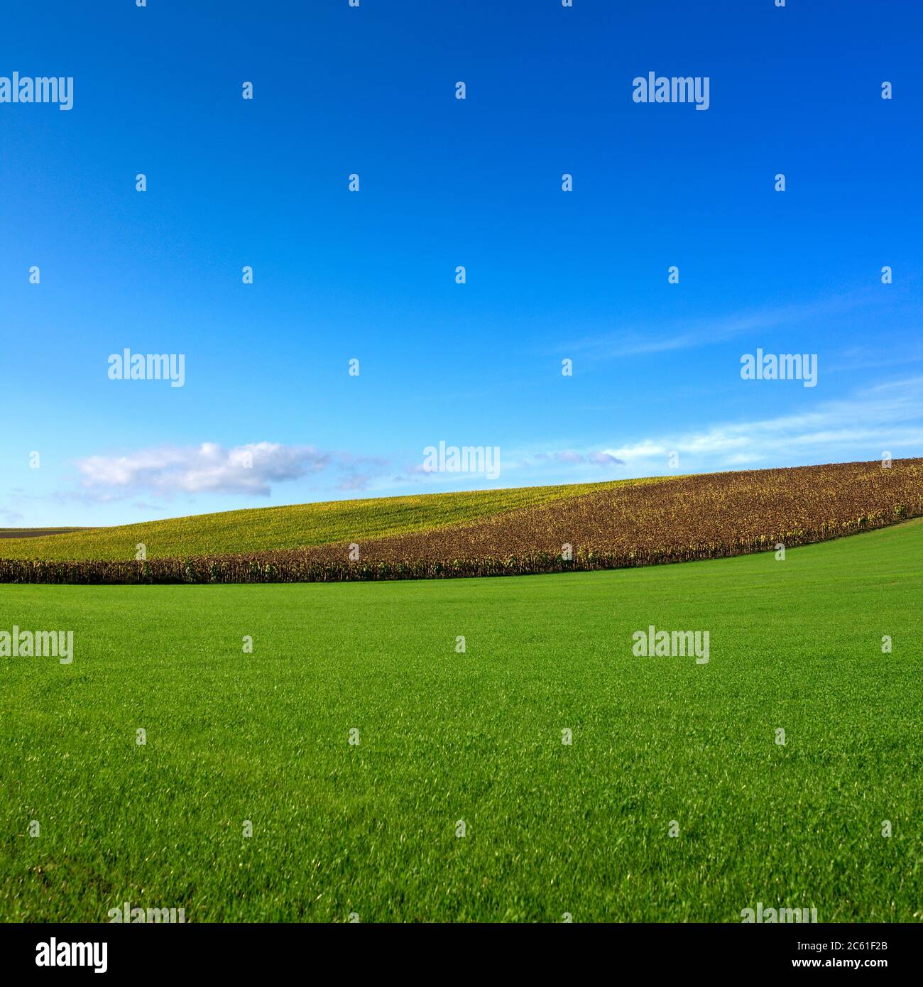 Campi coltivati in Alvernia. Francia Foto Stock