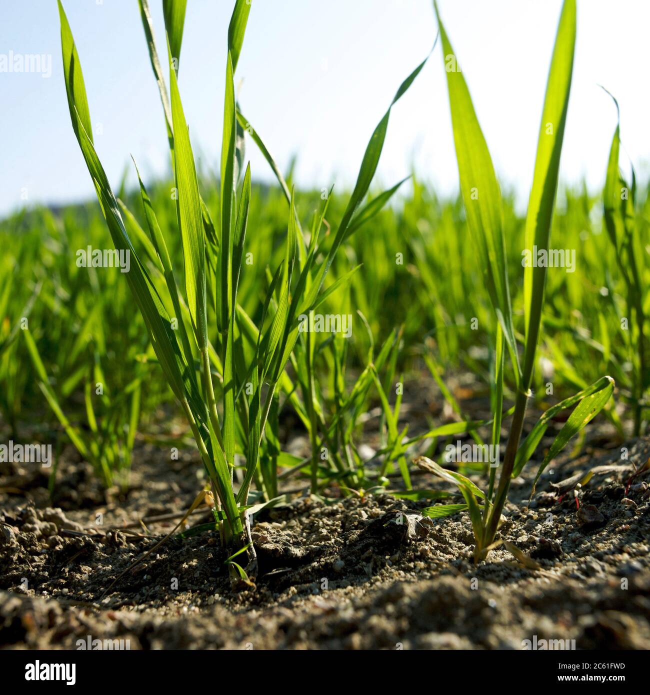 Giovani piante di grano, Puy de Dome, Auvergne-Rhone-Alpes, Francia Foto Stock