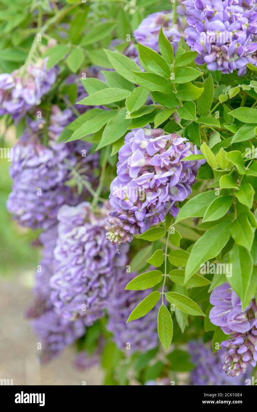 Amerikanischer Blauregen Wisteria frutescens Cascate di Ametista Foto Stock