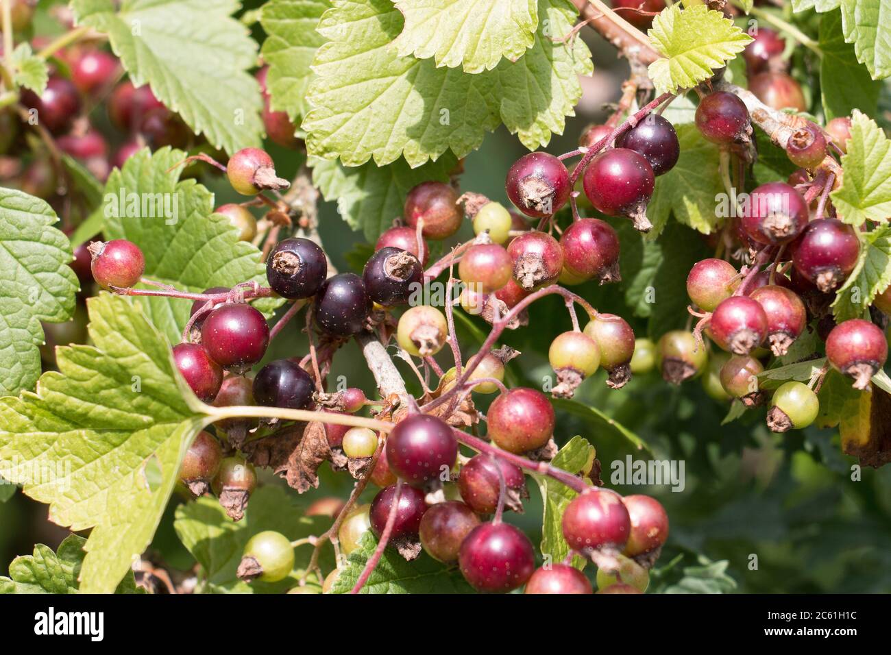 Maturazione bacche di ribes nero, Ribes nigrum, su un ramo di bush ribes nero, sfondo naturale verde foglia con fuoco selettivo Foto Stock