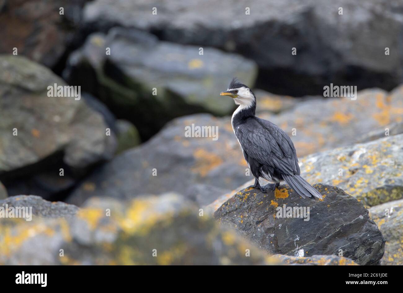 Adulto Little Pied Cormorant (Microcarbo melanoleucos brevirostris) arroccato su una roccia lungo la riva a Waipu Cove in Nuova Zelanda. Il nome Maori è Kawau Foto Stock
