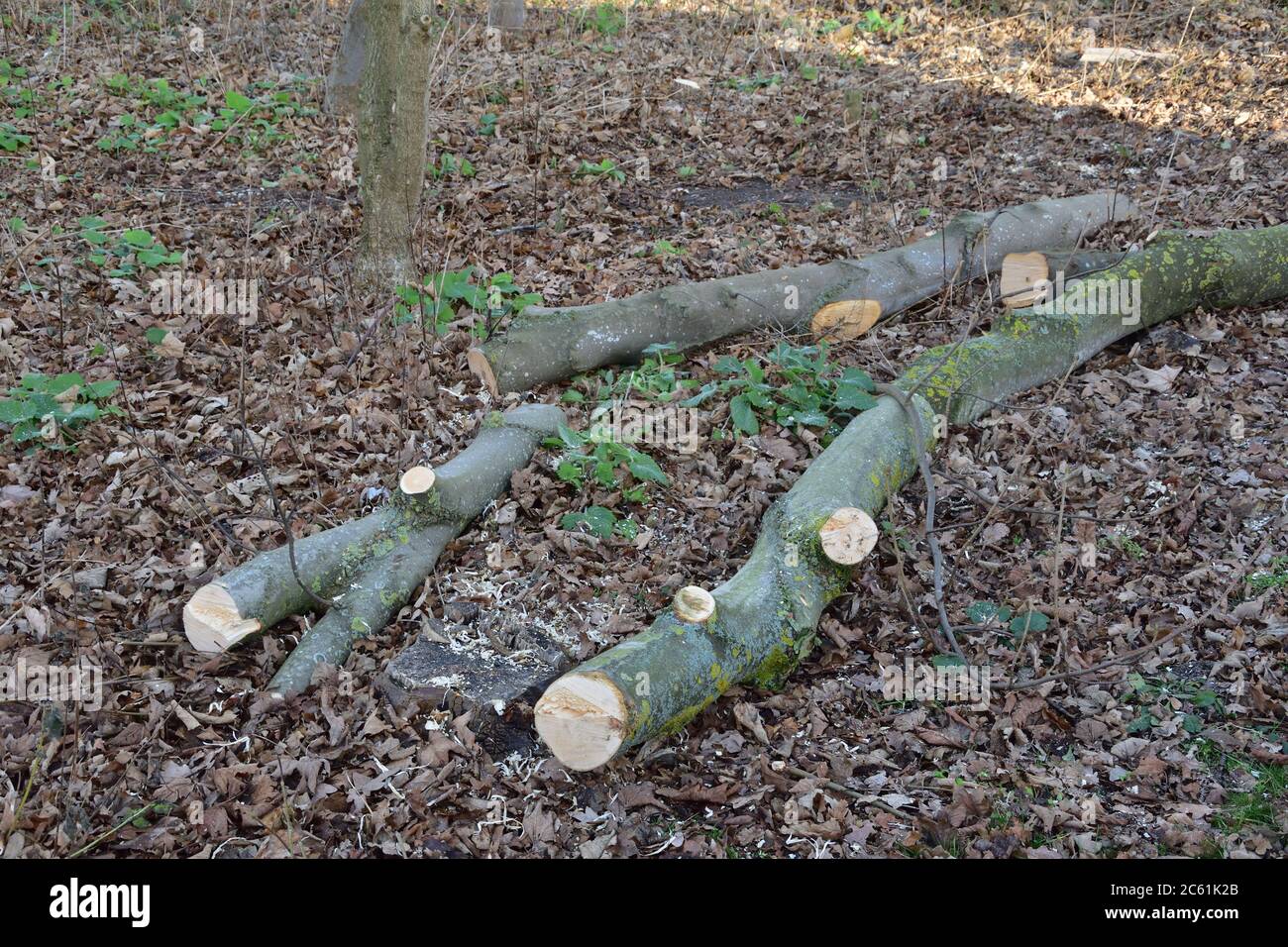 Tagliare tronchi di albero si trovano su cucciolata di foresta di autunno. Autunno. Foto Stock