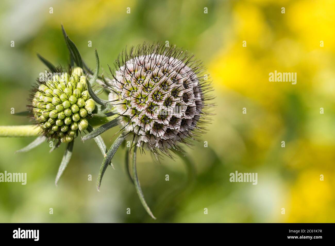 Campo scabioso (knautia arvensis) astratto pianta selvatica immagine senza fiori noto come fiore pincushion o farfalla blu, morbido sfondo verde giallo Foto Stock