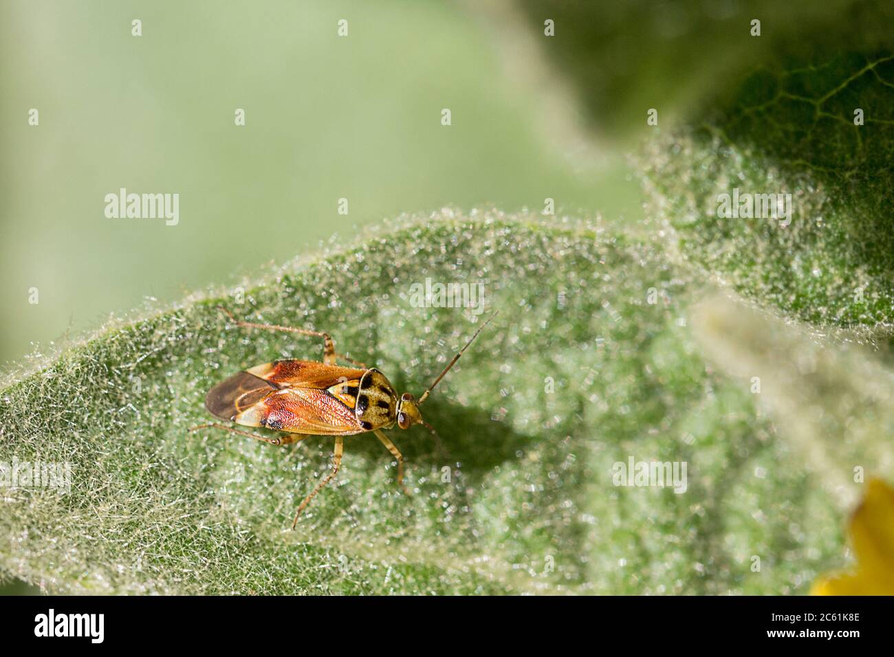Protezione bug copri ali del corpo marrone lucido e stretto. Dietro la testa verde è presente un segmento verde triangolare con contrassegni neri, triangolo centrale e contrassegno nero Foto Stock