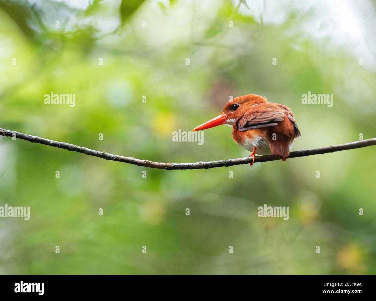 Malgascio Pigmy Kingfisher (Corythornis madagascariensis) a Perinet. Endemico del Madagascar e trovato in foreste occidentali secche di decidue. Foto Stock