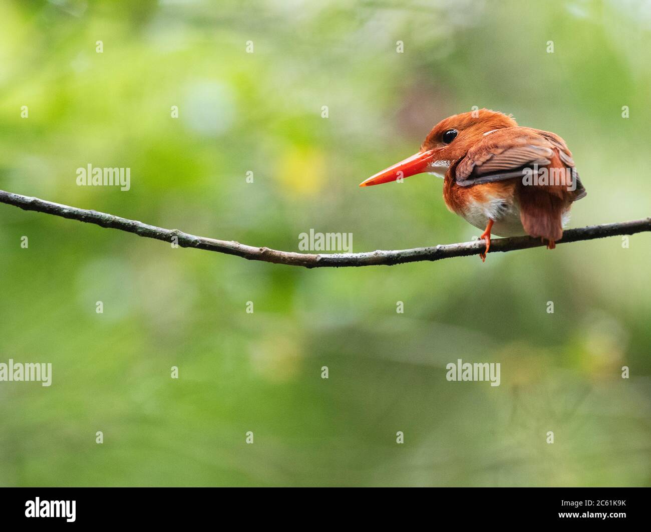 Malgascio Pigmy Kingfisher (Corythornis madagascariensis) a Perinet. Endemico del Madagascar e trovato in foreste occidentali secche di decidue. Foto Stock