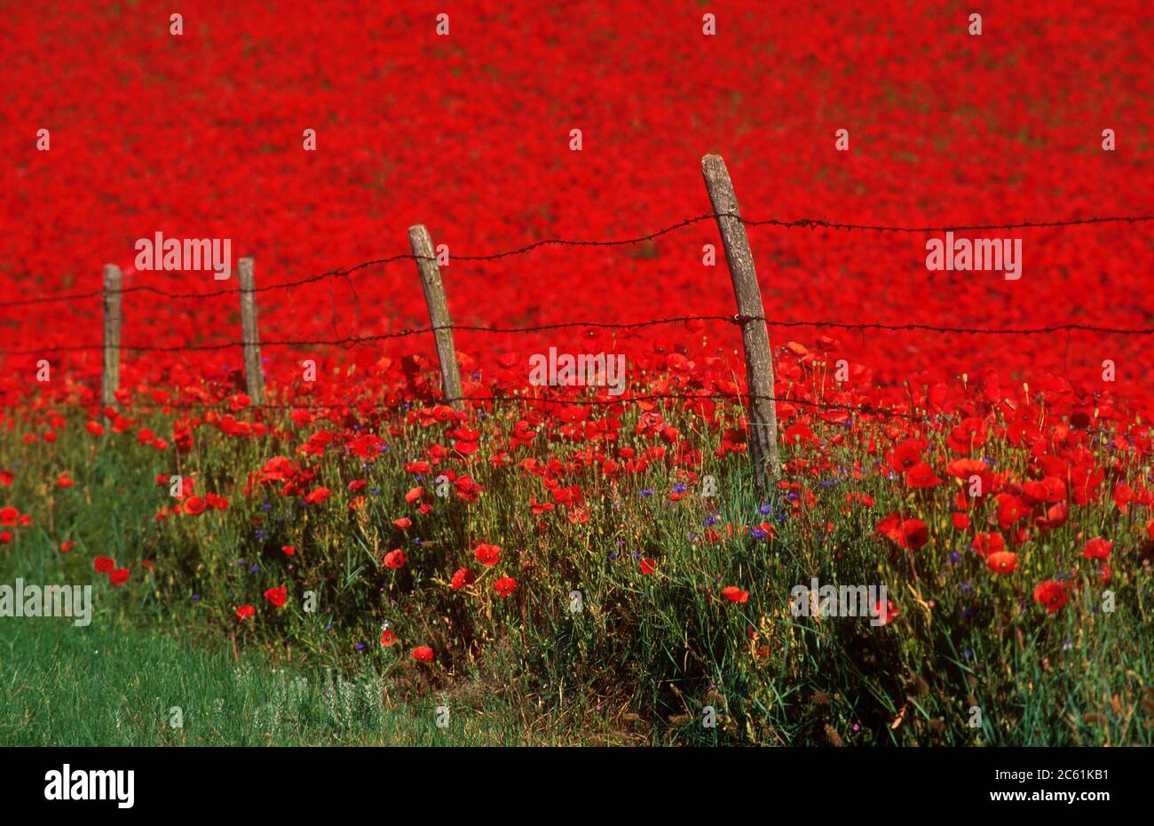 Campo di papaveri, pianura Limagne, Puy de Dome, Auvergne-Rhone-Alpes, Francia Foto Stock