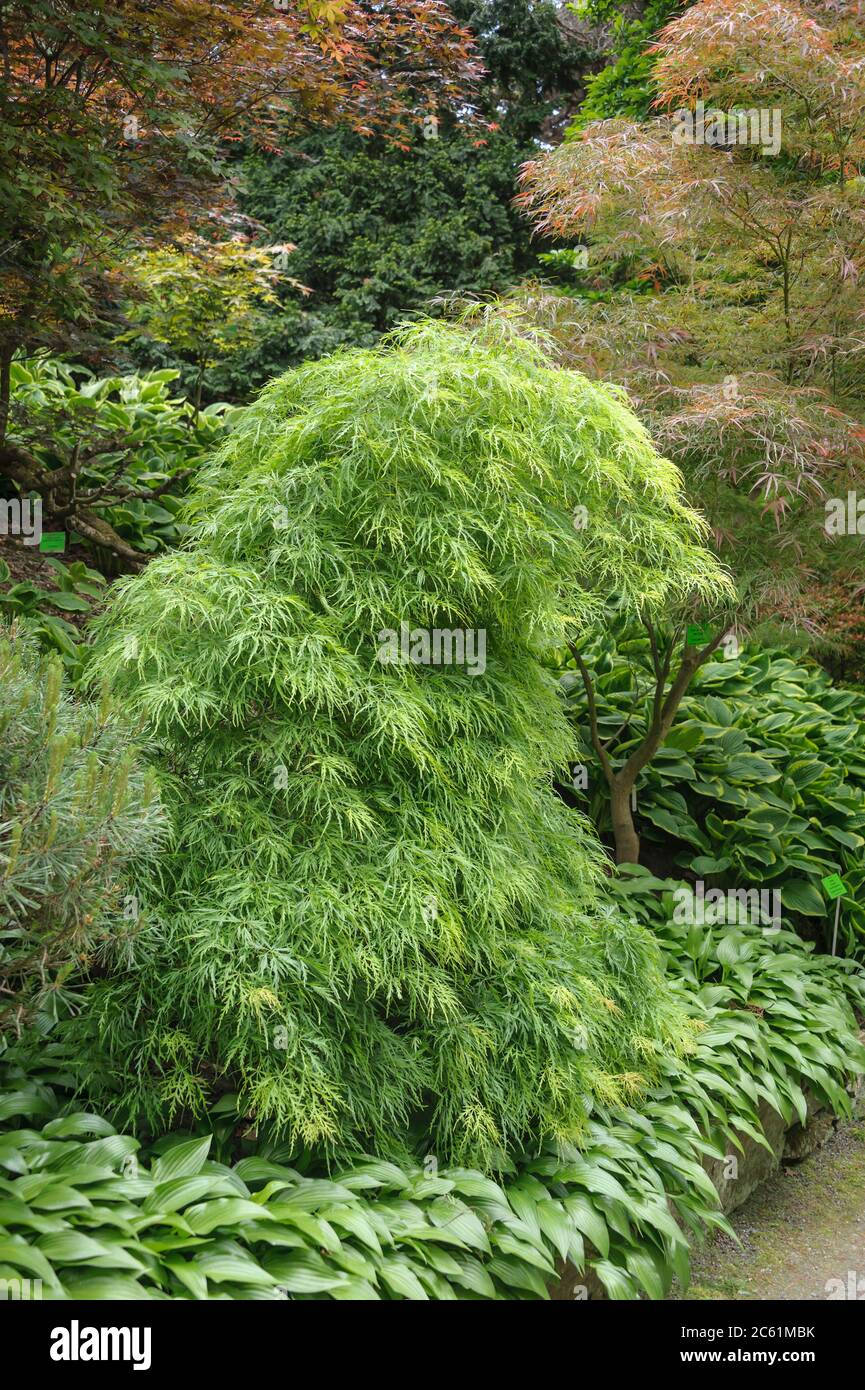 Japanischer Schlitz-Ahorn Acer palmatum dissectum Foto Stock