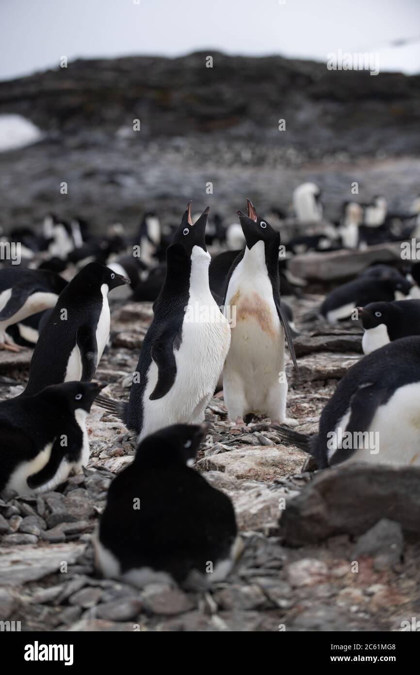 Adelie Penguin (Pigoscelis adeliae) sull'isola di Signy, sull'isola di Coronazione, Antartide Foto Stock