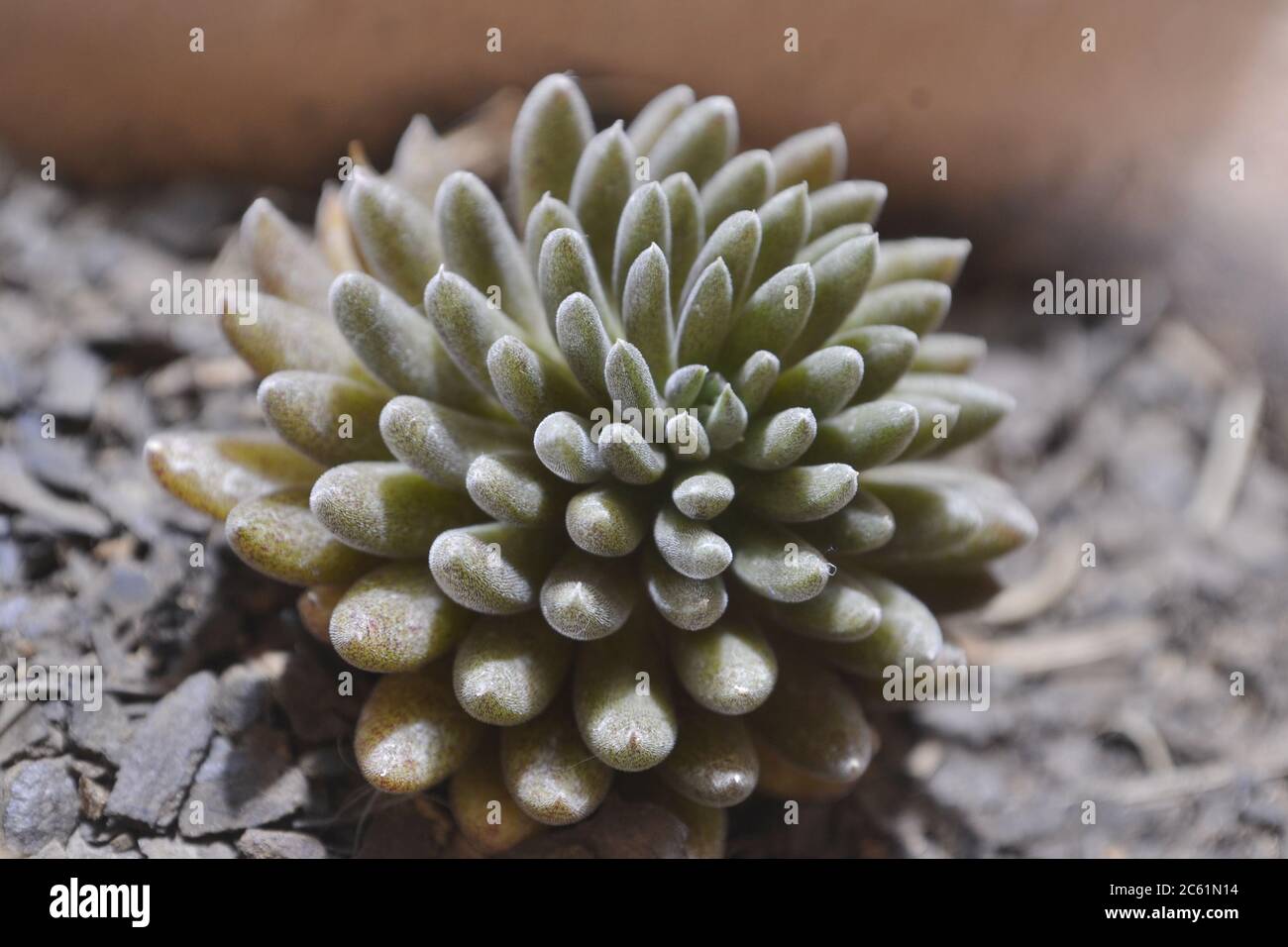 Pianta Succulent, pianta coltivata in pentole in un giardino domestico, in Brasile, nome scientifico di Apocynaceae, piante con radice e gambo, grande deposito di acqua, phot Foto Stock