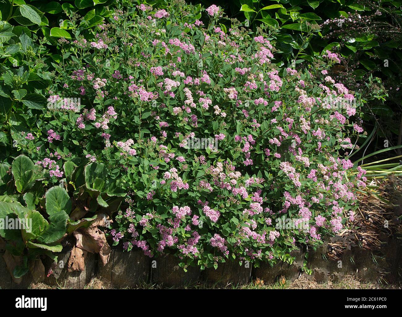 SPIRAEA JAPONICA; LA PRINCIPESSA PICCOLA Foto Stock