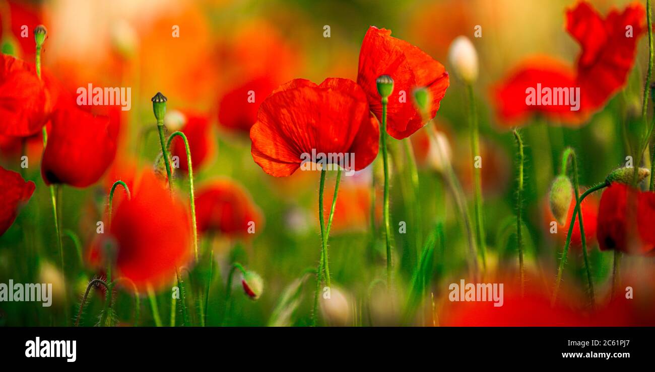 Campo di grano Poppy Fiori Papaver Rhoeas in primavera Foto Stock
