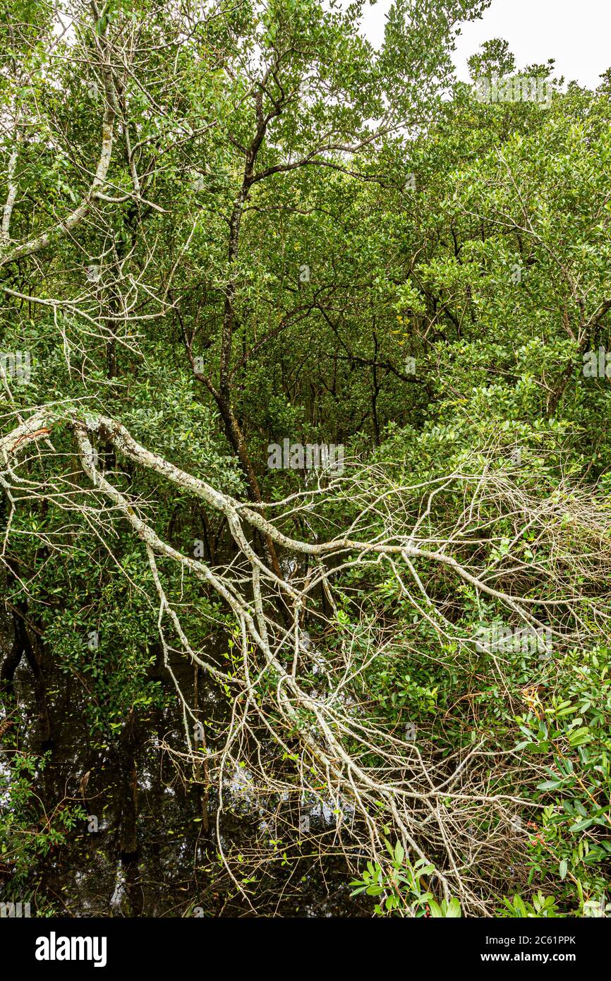 Vegetazione nella foresta di mangrovie Itacorubi, la seconda più grande mangrovie urbana del Brasile. Florianopolis, Santa Catarina, Brasile. Foto Stock