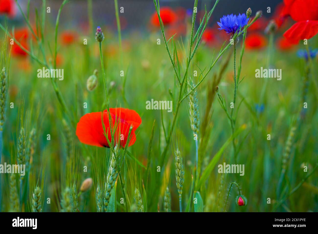 Campo di grano Poppy Fiori Papaver Rhoeas in primavera Foto Stock