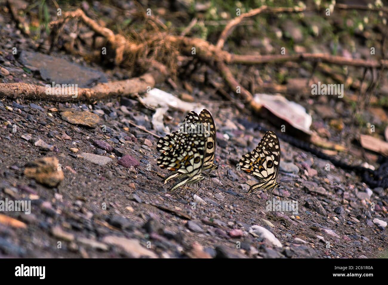 Fuoco selettivo di una farfalla di lime colorata in rishikesh situato in Himalaya indiano. Il nome scientifico è Papilio demoleo o coda di rondine a scacchi Foto Stock
