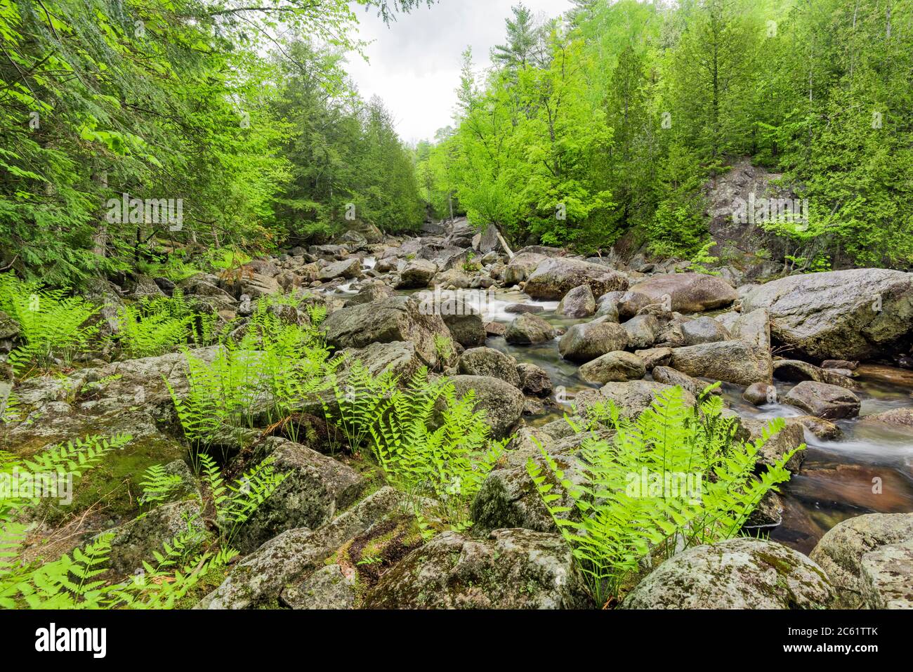 Rocce, felci e nuove foglie di primavera sul fiume Boquet, North Fork, Adirondack Wilderness, Adirondack Mtns., Essex County, New York Foto Stock