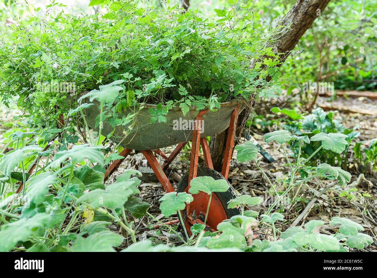 Vecchia carriola riutilizzata in un giardino di erbe. Foto Stock