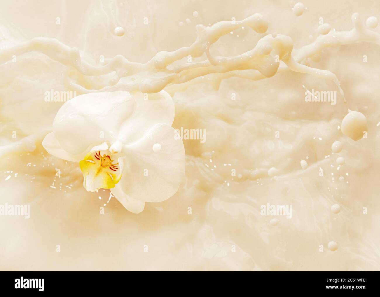 Orchidea fiore in un liquido bianco Foto Stock