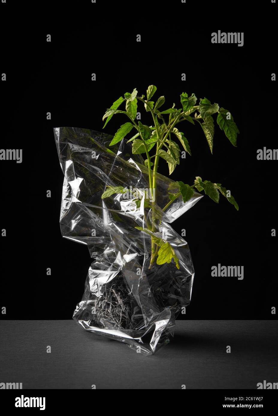 Pianta di pomodoro in un sacchetto di plastica Foto Stock