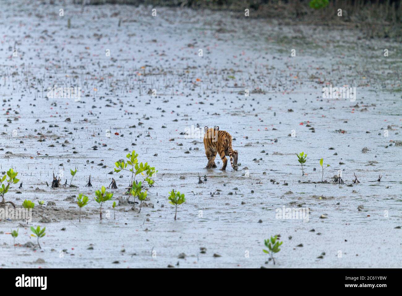 Tigre del Bengala o tigris del pantera del tigris del tigris al parco nazionale di Sunderbans, Bengala occidentale, India , la più grande foresta di mangrovie in mondo. Foto Stock